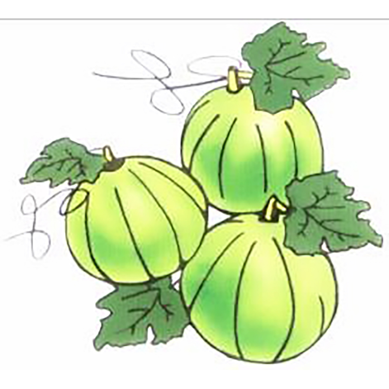 SARL   MELON DE LA VENISE VERTE